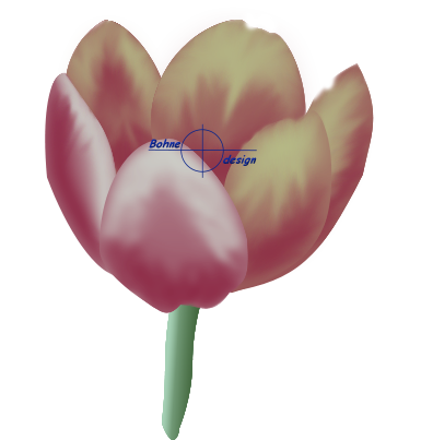 Tulpe